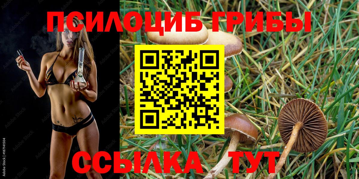 Псилоцибиновые грибы Cubensis  Вход с VPN  Гусиноозёрск 