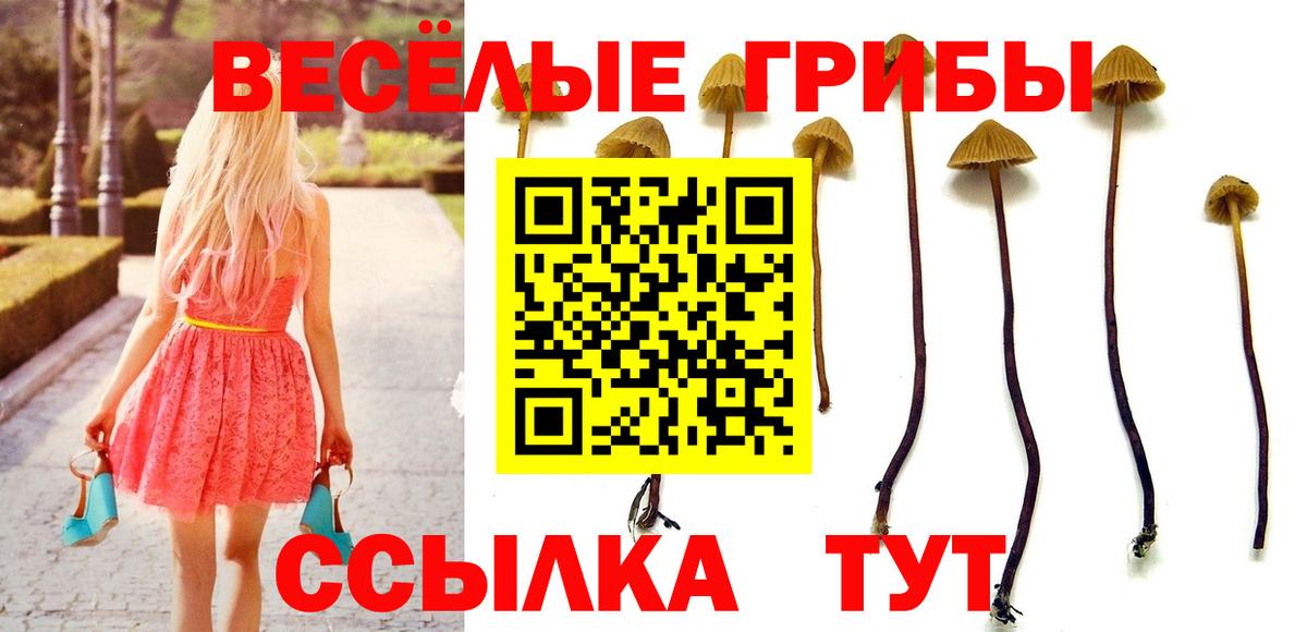 где можно купить наркотик  Гусиноозёрск  Псилоцибиновые грибы Magic Shrooms  Псилоцибиновые грибы Cubensis 